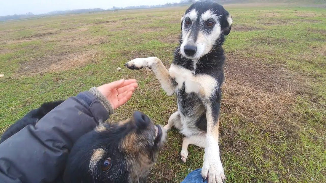 Stray Dogs Living In A Field Finally Finds Love