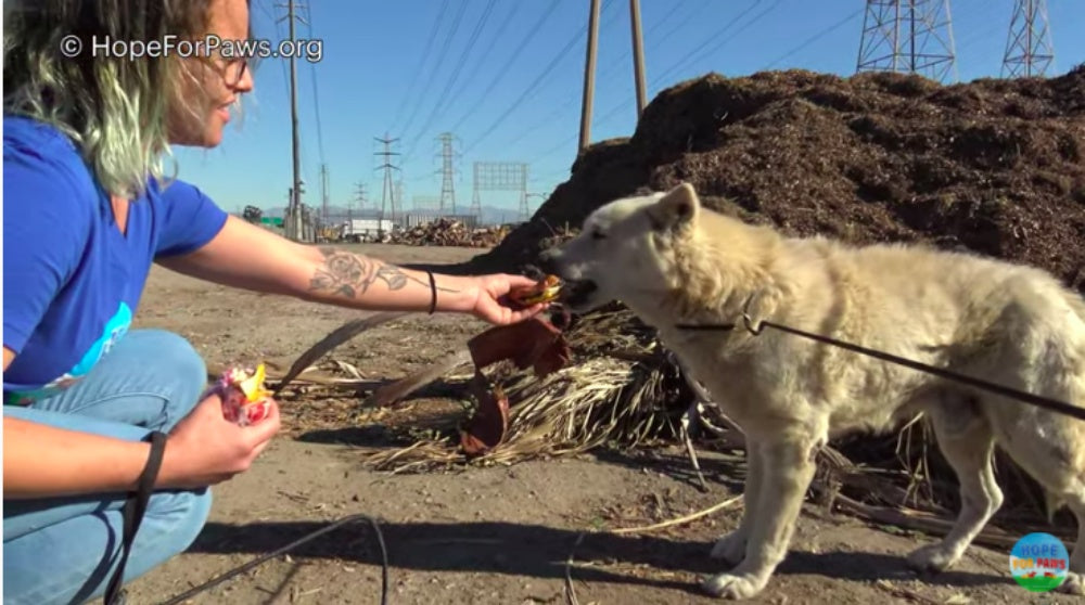 Abandoned Senior Dog Gets A Second Chance To Love And Life After Being Rescued