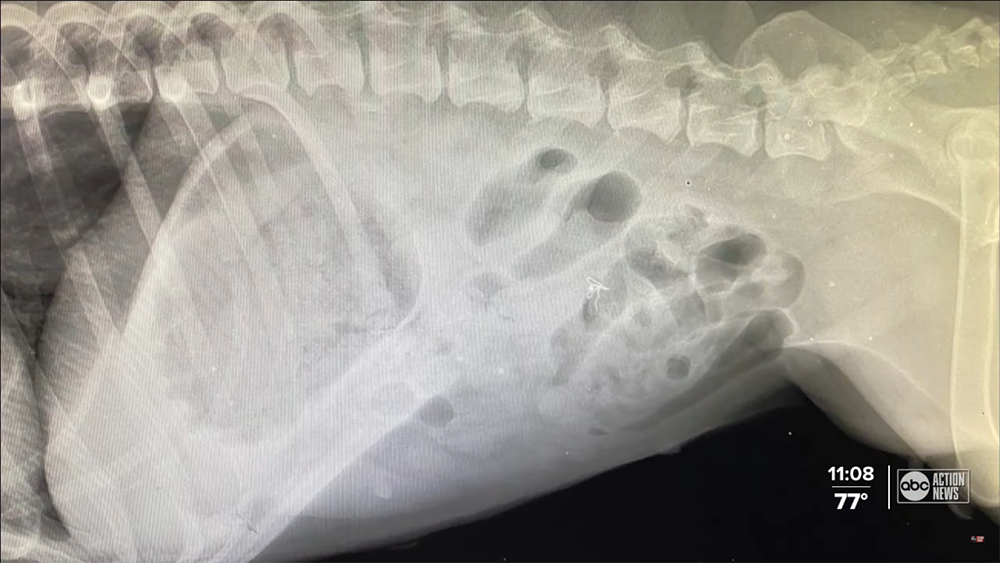 Dog Gets A $10,000 Surgery After Swallowing A Drone