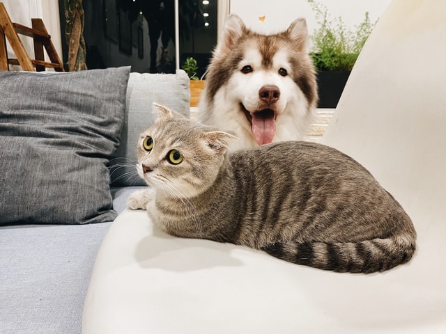 How To Get Dogs And Cats To Be Friends