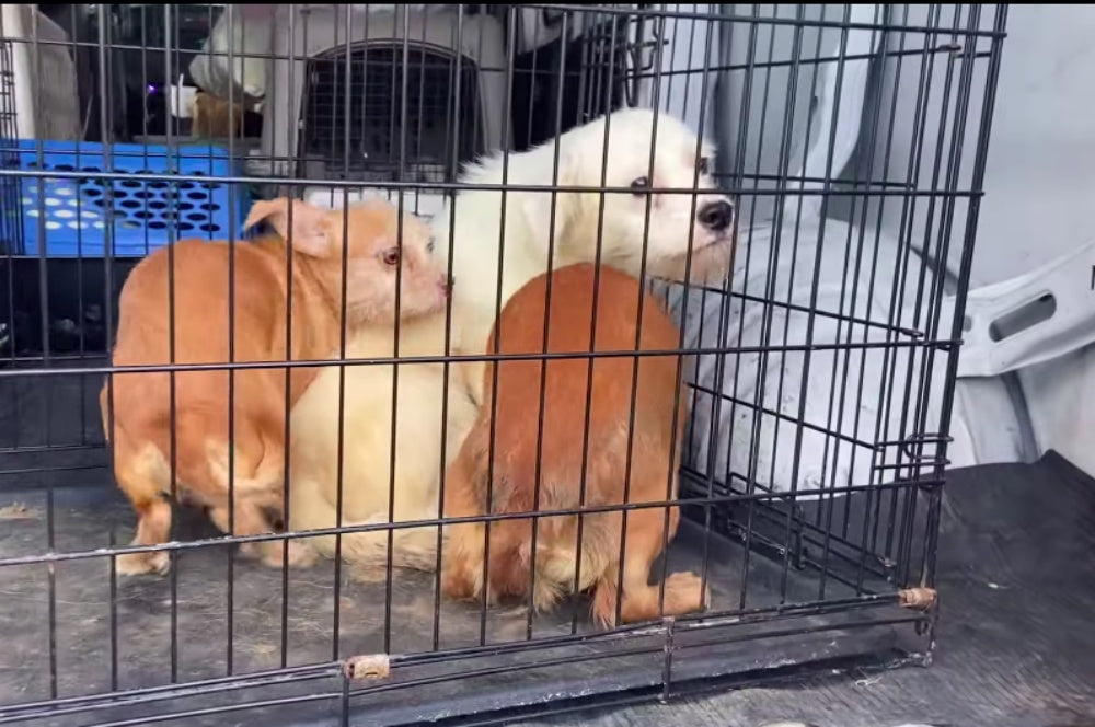 Virginia Beach SPCA Rescues 45 Dogs From Extreme Hoarding And Now Needs Help