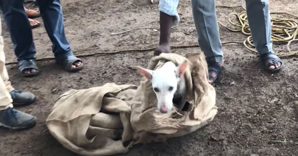 Rescuers Save Stray Dog That Fell Into A 100-Foot Well