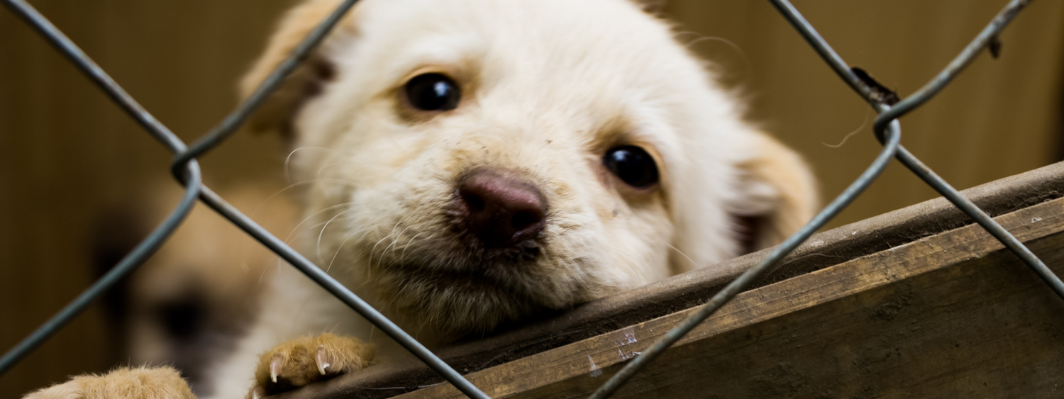 save a shelter dog