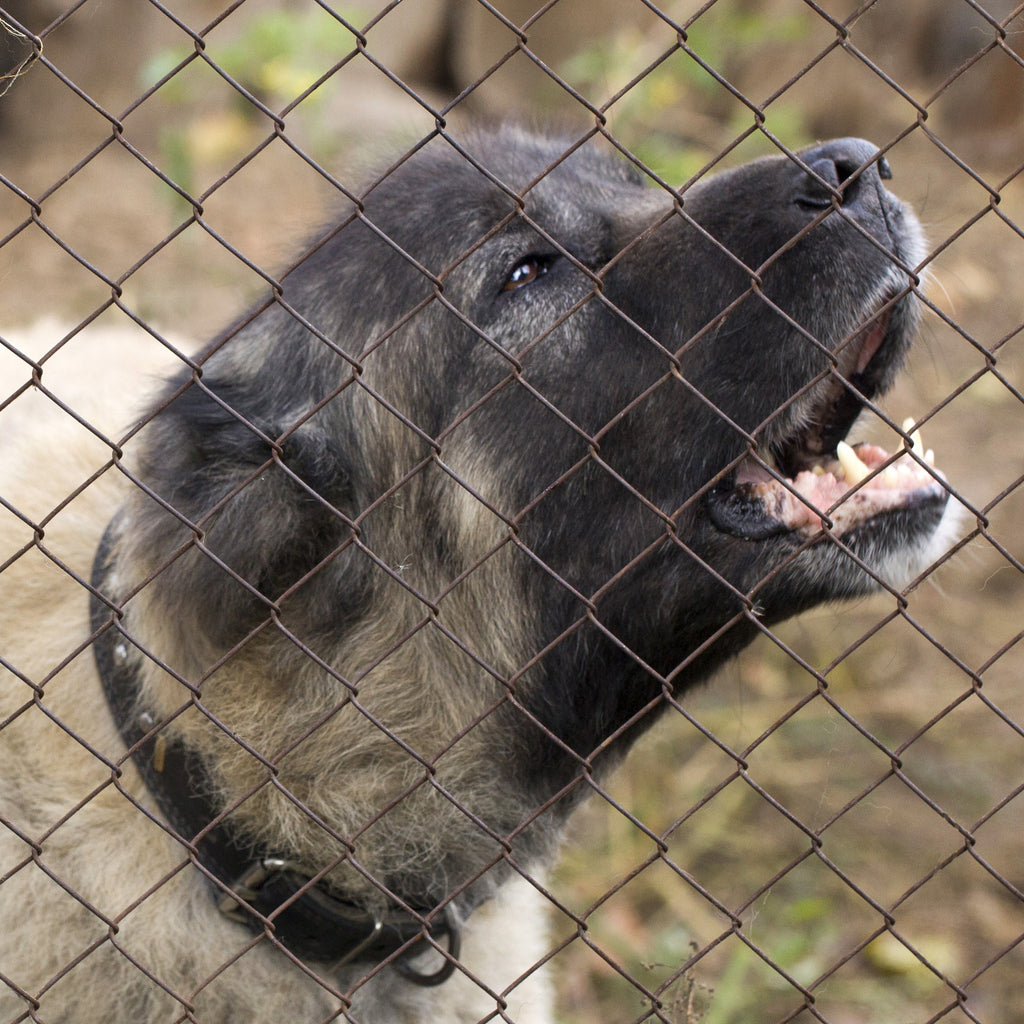 Feed a Shelter Dog for 30 Days!!