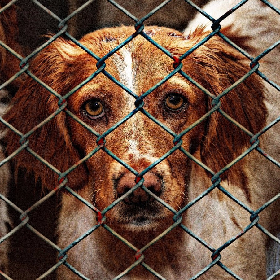 Feed a Shelter Dog for 30 Days!!