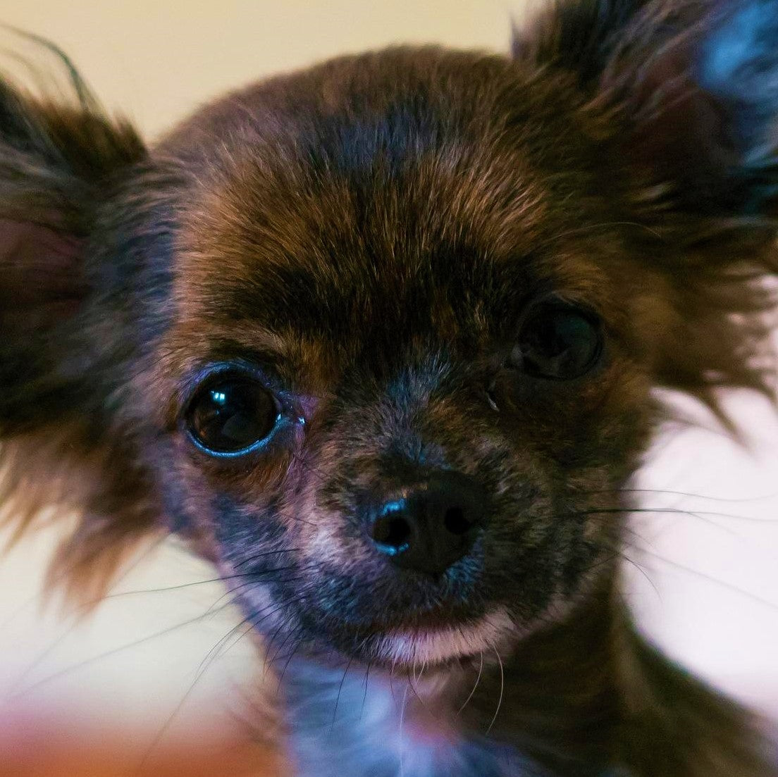 URGENT: Save A Shelter Dog