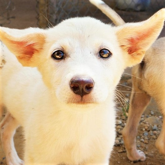 Save A Shelter Dog