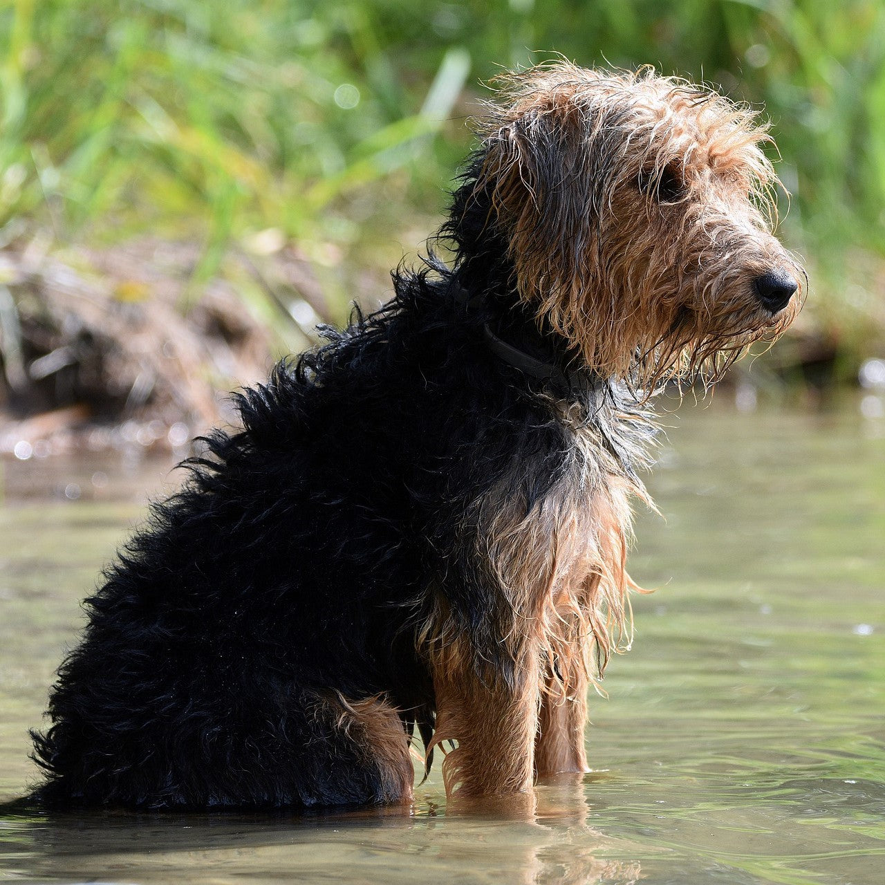 Save A Shelter Dog