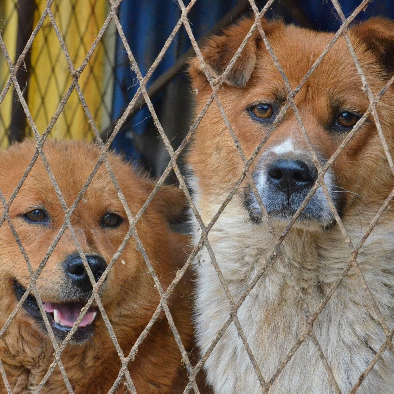 Feed a Shelter Dog for 30 Days!!