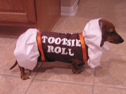 Top 5 Dachshund Pup Halloween Costumes That'll Blow Your Mind!