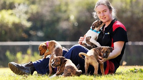 No Death Row For Unwanted Pets At New $30m Animal Shelter