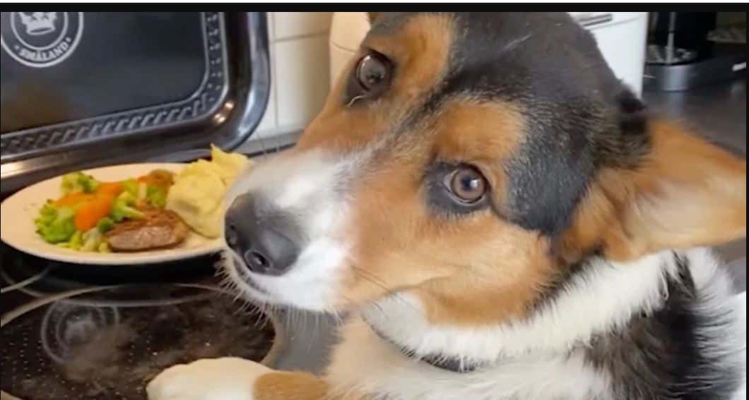 Kitchen Heist: Two Border Collies and a Corgi Work Together to Steal Food
