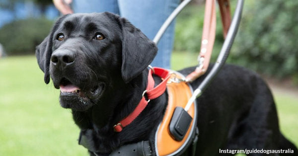 Autism Guide Dog Retires After Helping A Kid Grow Safely