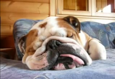 This Goofy Little Pup Is Fast Asleep, But Wait Till You Hear Him Snore!