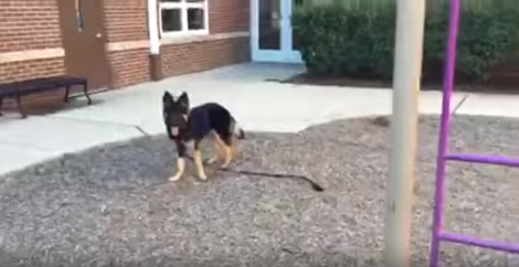 Adorable Pup Goes To A School Park And Has The Time Of His Life!