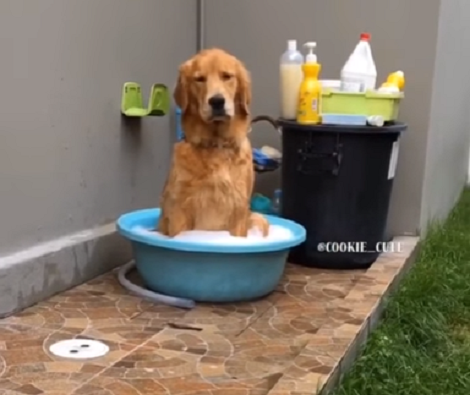 Have You Ever Seen A Pup Wait Patiently For His Bath? Let This Pup Surprise You!