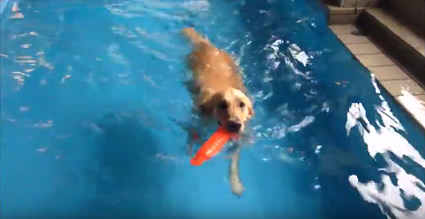 If There's One Pup Who Absolutely Loves Swimming, Then Its Her For Sure!