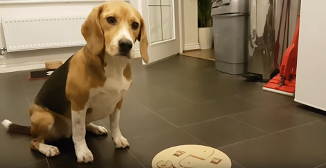 This Pup Can't Understand Why He Should Work For Treats That Are 'Rightfully' His!