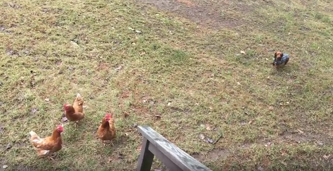 Tiny Pup Wants To Explore But Those Chickens Just Won't Let Her!