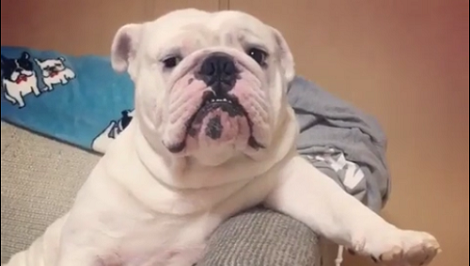 This Pup Is Trying To Watch His Favorite TV Show, Then He Starts Complaining!