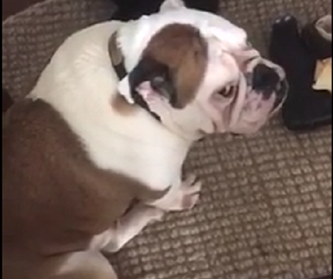 When Mommy Doesn't Play With His Favorite Toy, This Pup Starts Pouting!