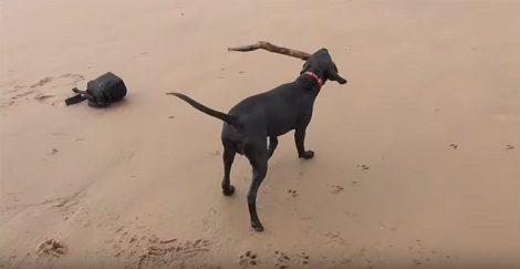 Today Is This Pup's First Trip To The Seaside And You Can Tell He's Having Fun!