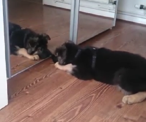 This Adorable Pup Is Seeing His Reflection For The First Time! His Reaction? Aww!!