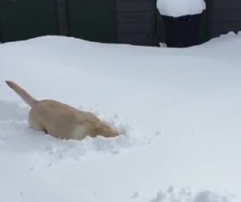 This Adorable Pup Loves Playing In The Snow So Much It's Unbelievable!