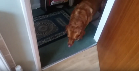 This Adorable Pup Is About To Have A Meal And She Just Can't Wait!