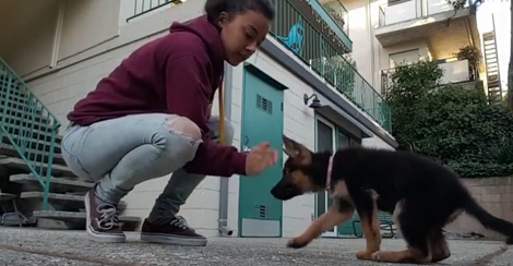 When You See This Pup's Talent At Such Young Age, You're Going To Be Surprised!