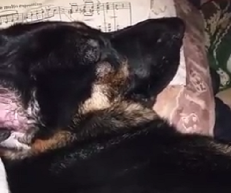This Pup Has No Idea The Entire World Is Watching Him Sleep Like A Baby! Aww!!