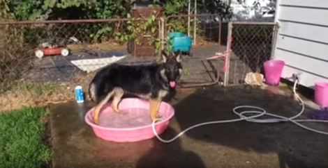 This Adorable Pup Would Give Anything To Keep Playing With Water!