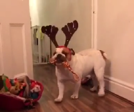 How This Pup Dressed Up For Christmas This Year Will Make You Smile!