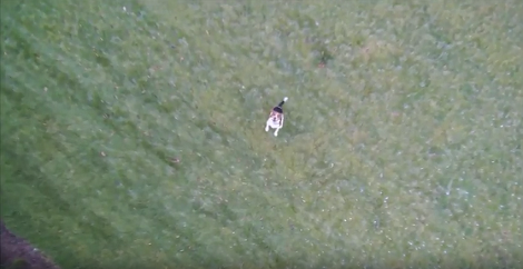 This Adorable Pup Doesn't Like The Drone Much So She Wants To Pounce On It!