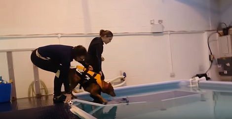 It's Time For This Pup's Swimming Session, But She Just Couldn't Wait!