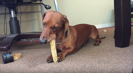 When Bones Are On The Menu, This Pup Just Won't Budge!