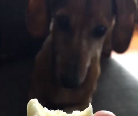 Watch How This Adorable Pup Eats A Treat On His Parent's Lap!