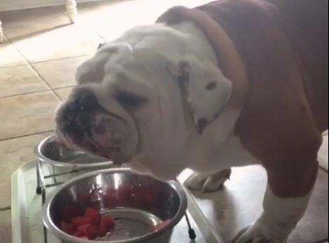 Whenever This Pup Eats Watermelon, Things Get Really Messy! Who's Been There?!