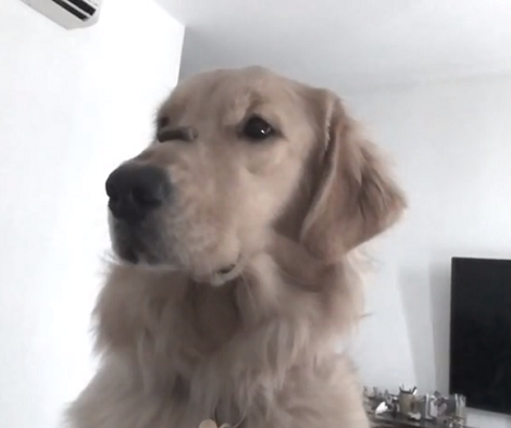 This Adorable Pup Has Learned To Catch Her Treats! Watch This Awesome Slo-Mo!