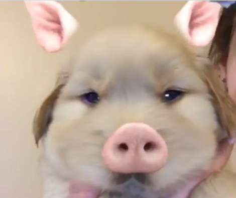 Adorable Pup Decides To Use Snapchat Filter And Drops Everyone's Jaw!