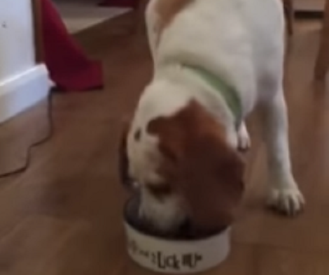 This Adorable Pup Is Enjoying His Breakfast And Doesn't Know We're Watching Him!
