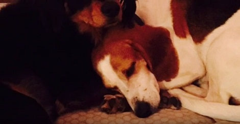 This Adorable Pup Is Up For Adoption. Can You Help Him Find His Loving Home?