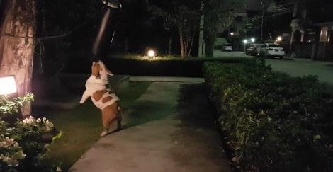 This Tough Pup Thinks She's A Boxer In Disguise! You've Gotta See This!