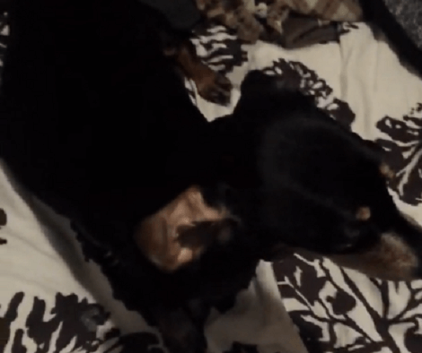 You're Not Going To Believe What Happened To This Pup Just Two Weeks Before This Video