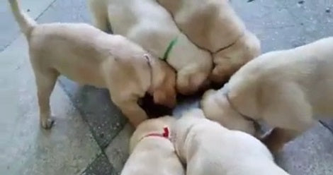 What These Adorable Labrador Pups Do During A Meal Time? This Is Interesting!