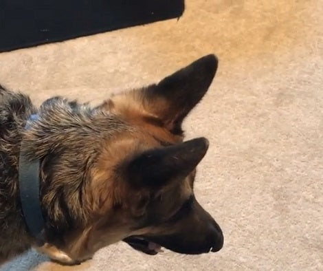 This Adorable Pup Is About To Get Vacuumed And You Don't Want To Miss It!