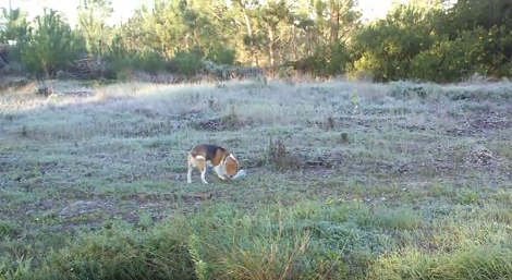 This Pup's Addiction With Plastic Bottles Is Beyond My Understanding!