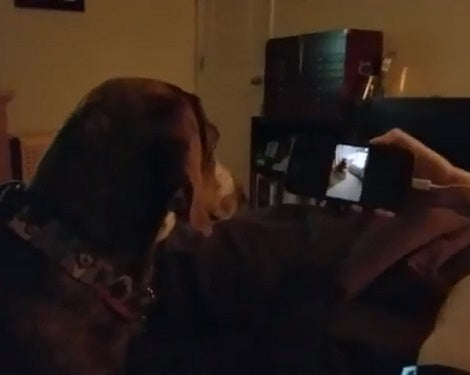 Adorable Pup Can't Understand As She Watches Puppy Videos On YouTube!
