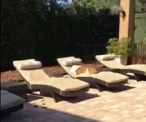 Wait Till You See How This Pup Is Chilling Out Under The Sun One Fine Morning!