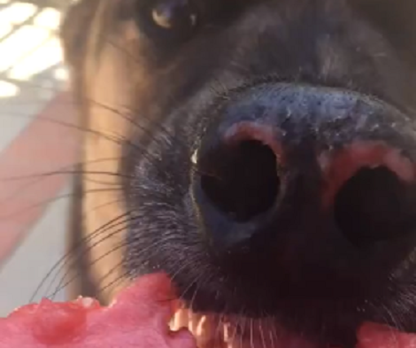 Watch How This Adorable Pup Eats A Watermelon like A Boss!
